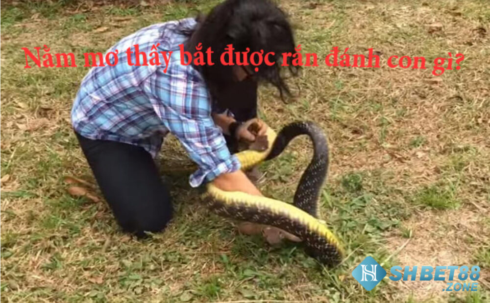 Nằm mơ thấy bắt rắn nên đánh lô gì để trúng ngay? 8 Nằm mơ thấy bắt rắn nên đánh lô gì trúng lớn?