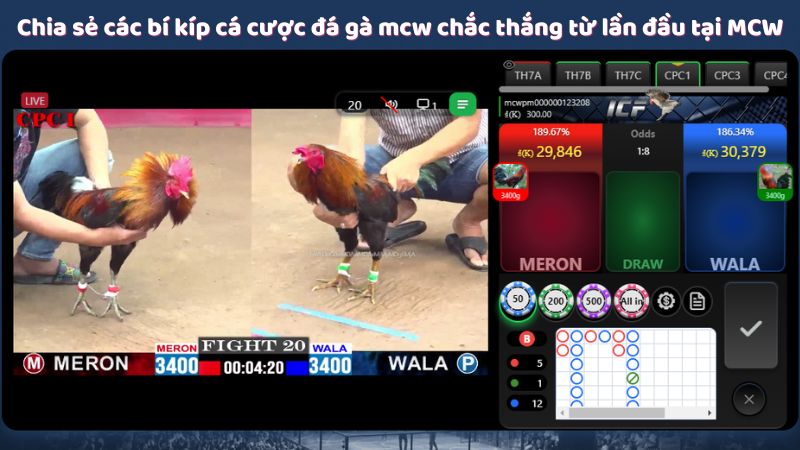 Đá Gà MCW - Lựa Chọn Hàng Đầu Cho Cá Cược Đá Gà 7 Chia sẻ các bí kíp cá cược đá gà mcw chắc thắng từ lần đầu tại MCW