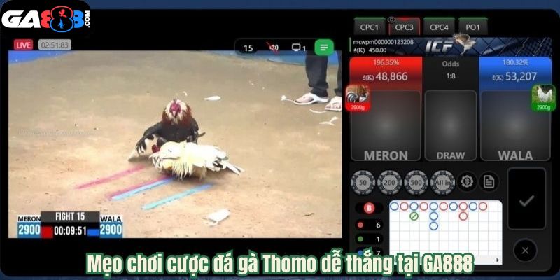 GA888 - Trải Nghiệm Cược Đá Gà Thomo Uy tín 2025 6 Mẹo chơi cược đá gà Thomo dễ thắng tại GA888