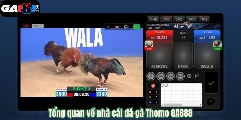 GA888 - Trải Nghiệm Cược Đá Gà Thomo Uy tín 2025 4 Tổng quan về nhà cái đá gà Thomo GA888